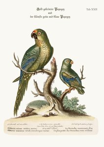 O Parrakeet Dourado-coroado e o menos Parrakeet Verde e Azul, 1749-73